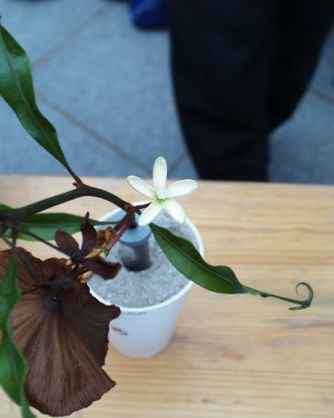 Triphyophyllum pelt 2