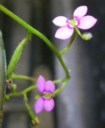 stylidium-debile.jpg