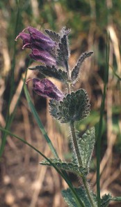 bartsia_alpina_mkoltzenburg.jpg