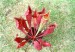 Sarracenia purpurea ssp. venosa x (flava x purpurea)