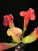 Sarracenia purpurea ssp. venosa x oreophila