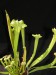 Sarracenia rubra ssp. gulfensis x oreophila