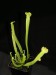 Sarracenia rubra ssp. gulfensis-mutant