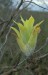 catopsis berteroniana
