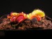 Mucholapka podivná (Dionaea muscipula)7