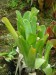 brocchinia hechtioides7