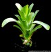 brocchinia reducta6