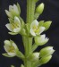 brocchinia reducta7
