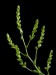 Catopsis berteroniana3
