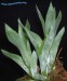 Catopsis berteroniana5