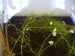 Utricularia bremii2