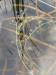 Utricularia intermedia2