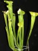 Sarracenia ((rubra x leucophylla) x minor var. okefenokeensis) x flava var. flava