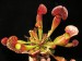 Sarracenia (purpurea ssp. purpurea x flava var. flava)