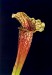 Sarracenia [(flava x purpurea) x psittacina] x leucophylla