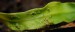 utricularia longifolia-deformace