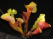 Sarracenia flava var. maxima x purpurea ssp. venosa